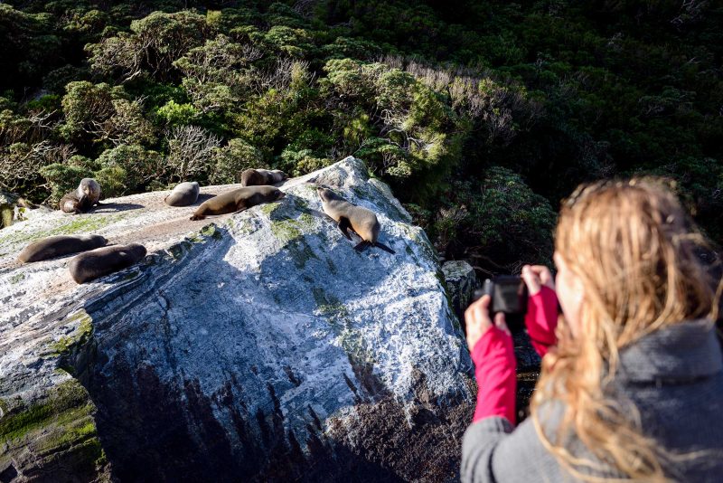 Backpacker Bus Milford Sound wildlife